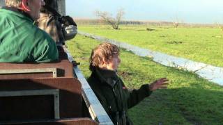 Oostvaardersplassen excursie Burlende edelherten [upl. by Cartie]