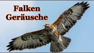 Falken Geräusche  falkenschrei [upl. by Tezil375]