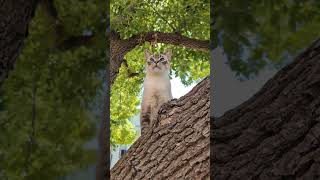 True blue Happiness  Blue eyed Lynx Point Siamese [upl. by Agostino]