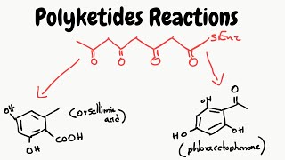 Reactions of Polyketides  Biosynthesis pathways [upl. by Edgard]