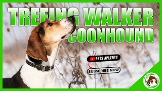 Treeing Walker Coonhound The Cutest Dog EVER [upl. by Leilamag]