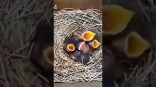 lovebeautiful birdnameNeelam Poonamகுஞ்சு பொரிக்கிறதுtimelaps [upl. by Ania]