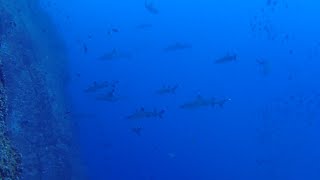 Scuba Diving with sharks near Archipiélago de Revillagigedo [upl. by Aibos469]