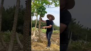 Why These Trees Are Being Cut in China 😳 [upl. by Mariande]