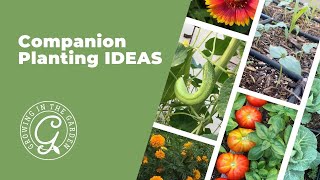 Companion Planting Ideas [upl. by Boelter362]