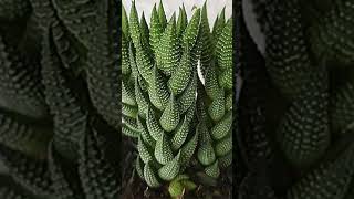 Haworthia Coarctata suculentas [upl. by Adnawuj]