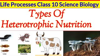 Types Of Heterotrophic Nutrition Class10 NCERT  Life Processes Class 10 Science Biology [upl. by Ariuqahs]