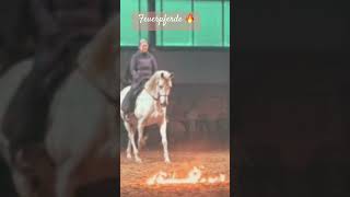 Show und Gelassenheitstraining mit Suzanne Sera wwwsuzanneserade [upl. by Lesser]