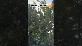 sachi Pashudhan prasar Adhikari viral reel instagram phadi chukh [upl. by Meehaf]