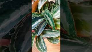 How to care for calathea plantscalathea plants calathea plant varieties calathea calatheaplant [upl. by Im151]