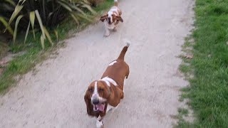 Basset brothers come running [upl. by Gypsy]