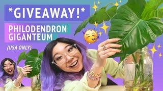 PHILODENDRON GIGANTEUM GIVEAWAY Sharing one of my favorite really big plants to celebrate growth [upl. by Procter]