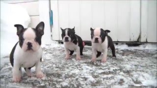 Boston Terrier puppies 8 weeks [upl. by Norbie]