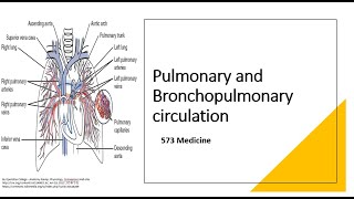 Anatomy  Pulmonary and Bronchopulmonary Circulation [upl. by Creath916]