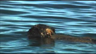 Honey Badger Narrates The Precious Sea Otter [upl. by Lilyan]