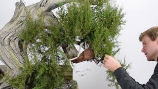 Yamadori Bonsai Timelapse [upl. by Yelsnik83]