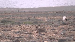 Kragentrappen auf Fuerteventura  Outardes Houbara Bustards [upl. by Yesnek]