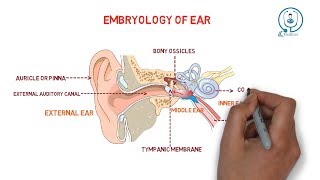 Embryology of ear  development [upl. by Freytag]