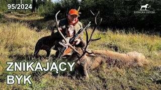 Znikający byk  Polowanie POV  szukanie byka  SUDECKA OSTOJA 952024 STAG HUNTING DEER [upl. by Kristos273]