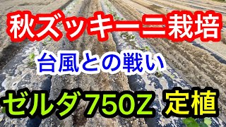 『秋ズッキーニ栽培』初めて秋にズッキーニを作ります。2023年9月13日 [upl. by Medea]