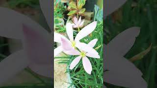 rain lily zephyranthes candidahomegardening youtubeshorts flowers rainlilyplants [upl. by Enyaj447]