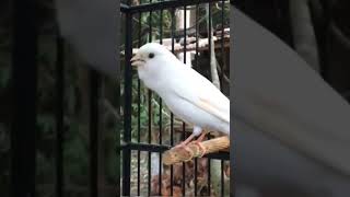 طائرالكناري kanarienvogel pájaro canario kanarya kuşu burung kenari oiseau canari फिंचफिंच [upl. by Illom48]