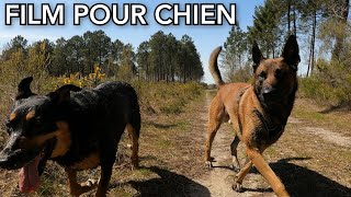 Video pour chien seul  2 heures de film interactif [upl. by Gardol]