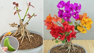 Method of grafting confetti using banana  Multicolored bougainvillea by grafting [upl. by Desmond]