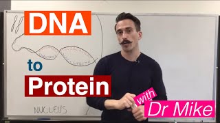 DNA Transcription and Translation  DNA to Protein [upl. by Khalil]