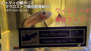 【ワイルドベタ雑談】パトティの餌やりとマクロストマ個別飼育 [upl. by Aryahay]