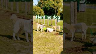 Goat Herding Dog in Action [upl. by Hadwyn]