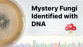 DNA Barcoding Fungi at Home Sequencing Analysis and Identifying Fungi [upl. by Aihseyn66]