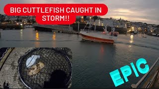 BIG CUTTLEFISH CAUGHT OFF PIER IN STORMviral [upl. by Iaht]