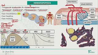 Hematología  Hematopoyesis [upl. by Ellirehs]