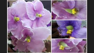 African Violet Saintpaulia cross pollination amp seed pods development experiment [upl. by Enneiluj955]