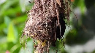 Red and Black Broadbill feeding chicks in the nest in Borneo Malaysia [upl. by Alyose]