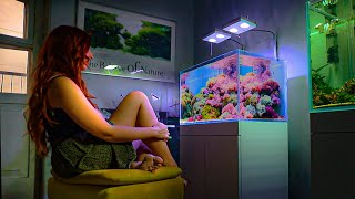 AMAZING Reef Tank Setup Dominated by Soft Corals 🤩🪸 [upl. by Ajnek360]