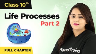 Life Processes Class 10 Full Chapter Part 2  Life Processes Class 10 Full Chapter Video 202223 [upl. by Philps936]