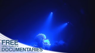 The Spectacular Underwater World of Coral Reefs [upl. by Nnav757]