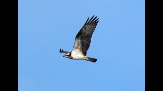 Orlovec říční Osprey Fischadler Visarend Rybołów Balbuzard pêcheur birds birdwatching [upl. by Margi748]