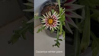 Gazania winter plant flowers winterplants floweringplant garden gardening gazania [upl. by Olsewski852]