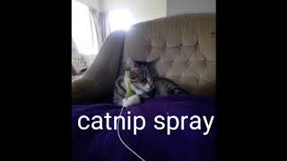 Poppy reacts to catnip spray [upl. by Enirehtak954]