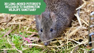 30 Longnosed Potoroo’s released to the Barrington Wildlife Sanctuary [upl. by Lianne209]