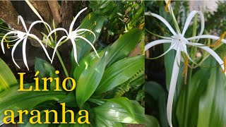 Planta lírio aranhaHymenocallis Littoralis com lindas flores e como cultivar [upl. by Wehner]