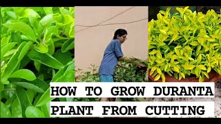 HOW TO GROW AND CARE DURANTA GOLDEN PLANTGROW DURANTA PLANT FROM CUTTINGगमले में लगाएं DURANTA [upl. by Ylime]