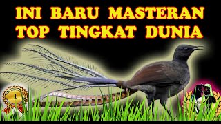 Masteran Murai Batu Paling Top [upl. by Ammann]