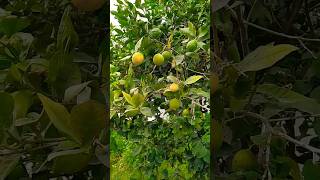 Citronnier dans mon Jardin plants citronnier garden verduresetfleurs زراعة شجرةالليمون [upl. by Ydasahc]