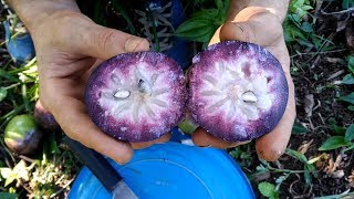 EP21 El caimito morado Chrysophyllum cainito  Cosechando de un árbol gigante junto a David [upl. by Keen]