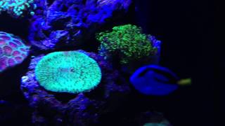 Juwel Lido 200 Saltwater Reef setup smaller update [upl. by Marelya984]