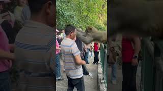 funnyanimals videos monkey attack lmao [upl. by Ardeid]